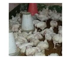 kuku wa kisasa wa nyama - 9