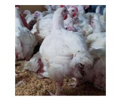 kuku wa kisasa wa nyama - 12