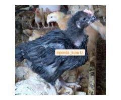 Nauza kuku wa Sasso wa ubora wa juu - 6