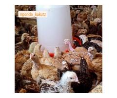 Nauza kuku wa Sasso wa ubora wa juu - 7