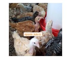 Nauza kuku wa Sasso wa ubora wa juu - 8