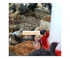 Nauza kuku wa Sasso wa ubora wa juu - 9