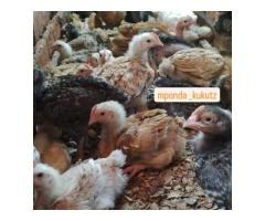 Nauza kuku wa Sasso wa ubora wa juu - 10