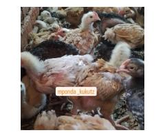 Nauza kuku wa Sasso wa ubora wa juu - 11