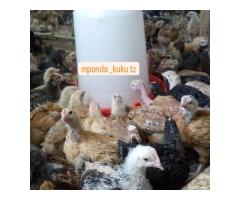 Nauza kuku wa Sasso wa ubora wa juu - 12