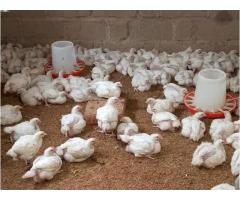 Nauza kuku wa nyama - 8