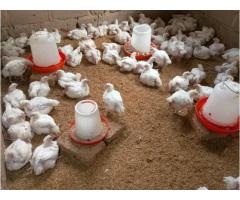 Nauza kuku wa nyama - 9