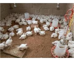 Nauza kuku wa nyama - 12