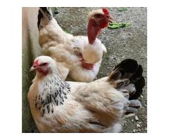 Nauza Kuku wa sasso ni wazuri - 7