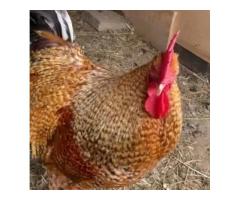 Nauza Kuku wa sasso ni wazuri - 8