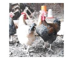 Nauza Kuku wa sasso ni wazuri - 10