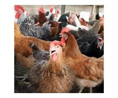 Nauza Kuku wa sasso ni wazuri - 11