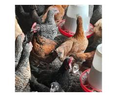 Nauza Kuku wa sasso ni wazuri - 12