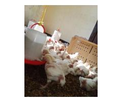 Tunauza kuku wa nyama - 7