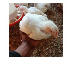 Tunauza kuku wa nyama - 10