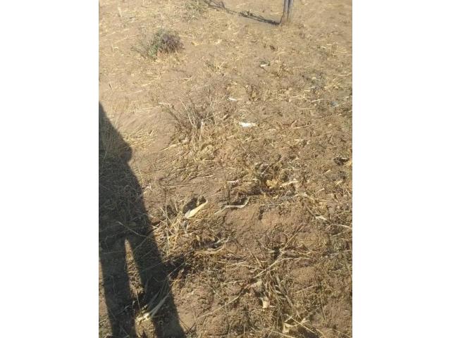 Viwanja vinauzwa kigonzile - 1