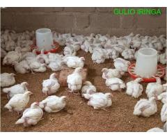 Nauza Kuku wa Nyama Mkimbizi Iringa