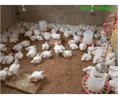 Nauza Kuku wa Nyama Mkimbizi Iringa