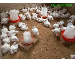 Nauza Kuku wa Nyama Mkimbizi Iringa - 11