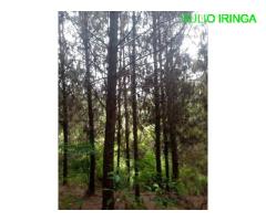 Miti inauzwa eneo la itimbo