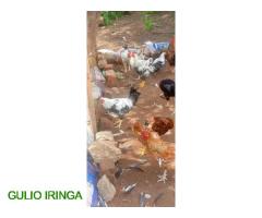 Nauza kuku wa kienyeji