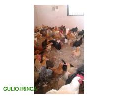 Natafuta soko la kuku wa kienyeji