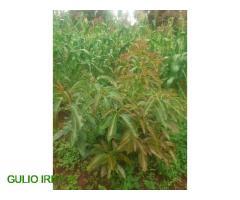 Mashamba Yanauzwa Iringa | Ihemi, Kising'a, Ulete, Ilula na Lulanzi