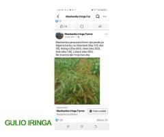 Mashamba Yanauzwa Iringa | Ihemi, Kising'a, Ulete, Ilula na Lulanzi