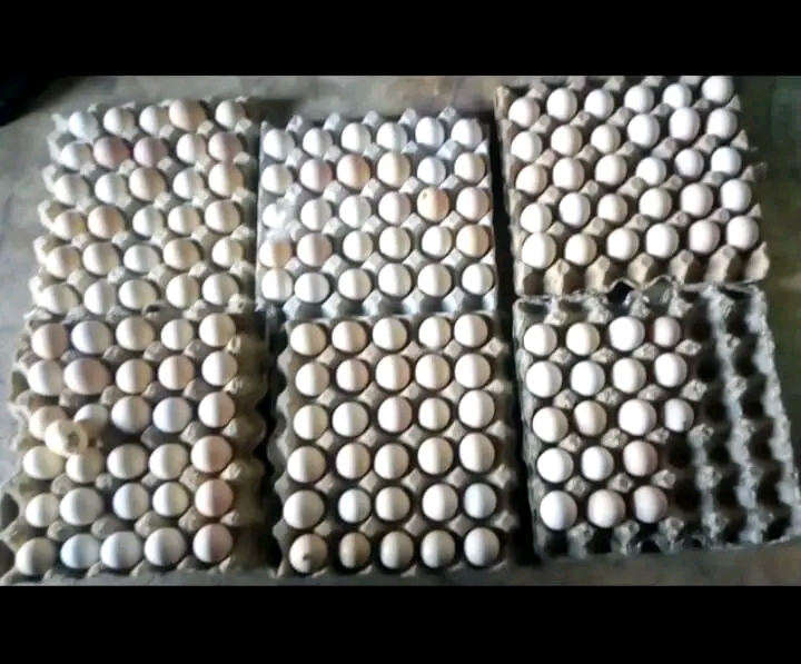 BIASHARA YA MAYAI YA KUKU WA KIENYEJI