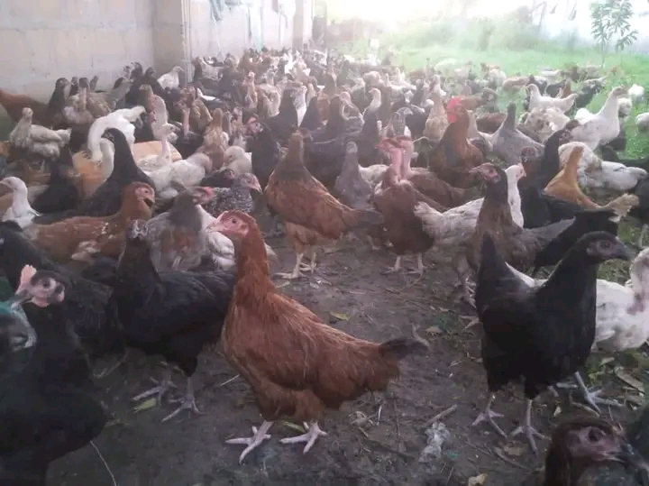 BEI YA KUKU WA KIENYEJI SINGIDA