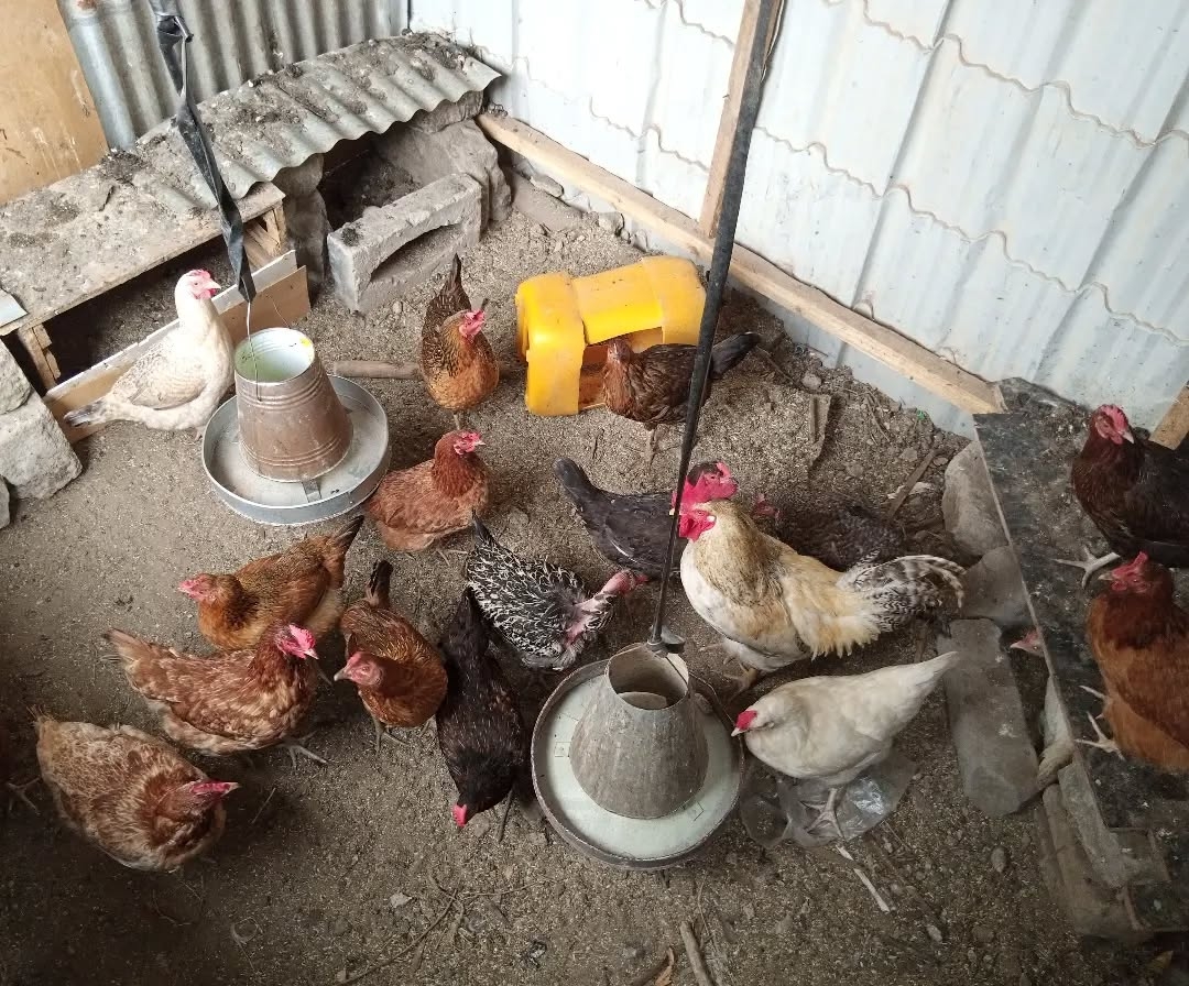 Mbegu Nzuri Kuku wa Kienyeji na Jinsi Zinavyoongeza Faida Kwenye Ufugaji