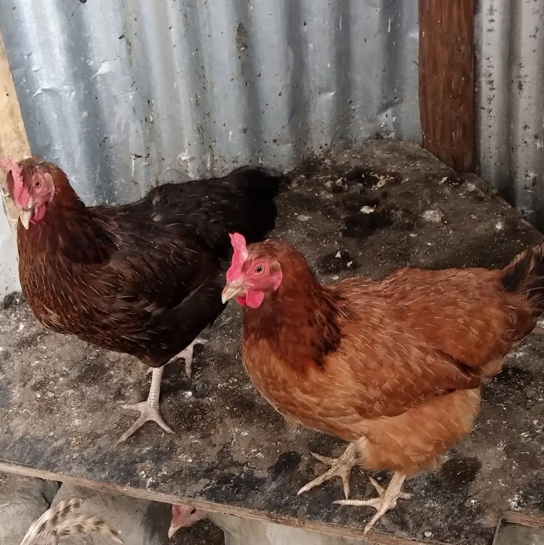 Vigezo vya Kuzingatia Unapochagua Mbegu Nzuri Kuku wa Kienyeji