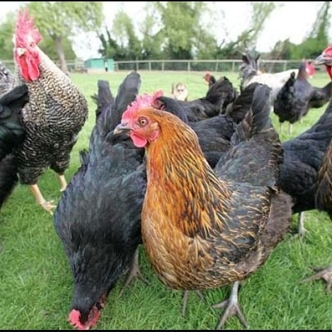 Mbegu Nzuri Kuku wa Kienyeji: Utafiti wa Soko na Mahitaji Yake