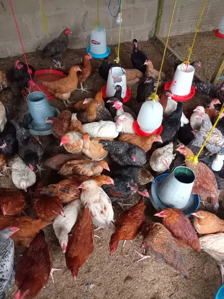 Mradi wa kuku wa kienyeji 