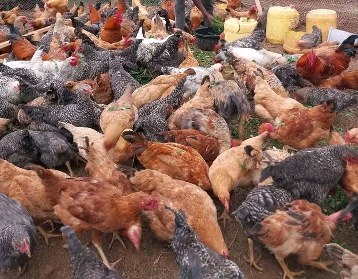 Gharama za Kuanzisha Mradi wa Kuku wa Kienyeji na Faida Zake