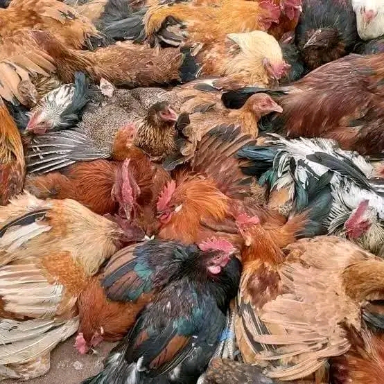 Biashara ya kuku wa kienyeji singida 