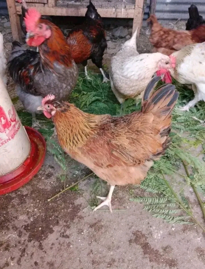 Siri za Kufanikiwa kwenye Mradi wa Kuku wa Kienyeji Nyumbani