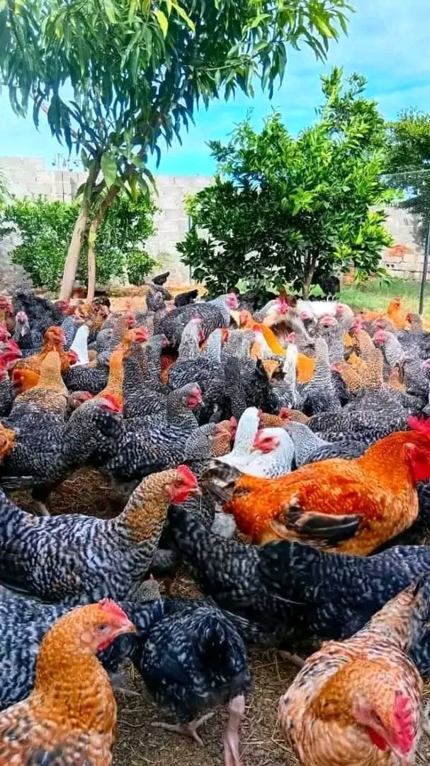 Jinsi ya Kuanza Mradi wa Kuku wa Kienyeji Nyumbani