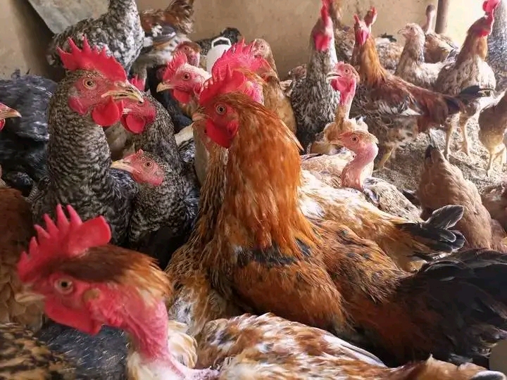 Gharama za Kuanza na Faida ya Mradi wa Kuku wa Kienyeji