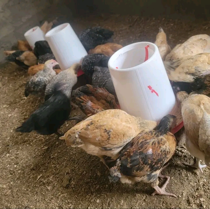 Bei ya Kuku wa Kienyeji 2025: Vyanzo na Soko Halisi