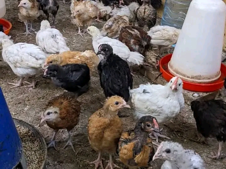 Bei za Kuku wa Kienyeji Kwa Miezi Hii: Mwongozo Kamili