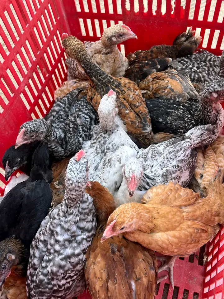  Kuku Bora wa Kienyeji: Mwongozo wa Bei ya Sokoni 2025