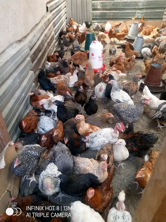 Bei ya Kuku wa Kienyeji Katika Miji Mikubwa ya Tanzania