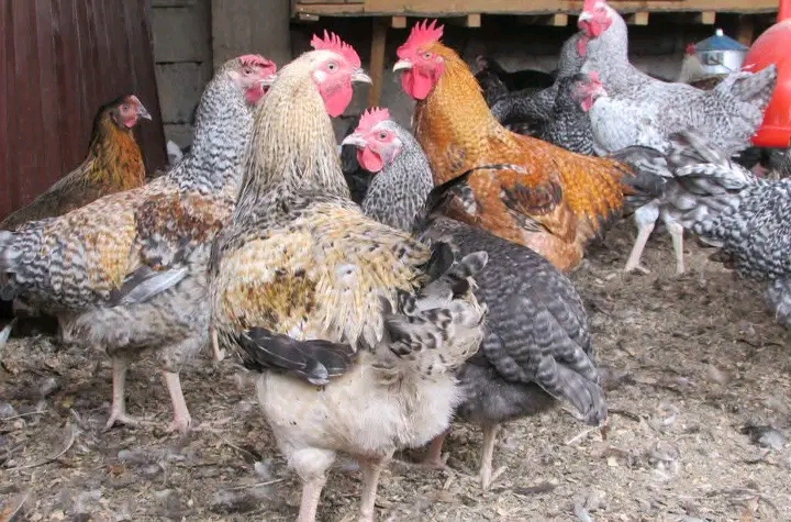 Bei ya Kuku wa Kienyeji Sokoni: Njia ya Kuuza na Kununua