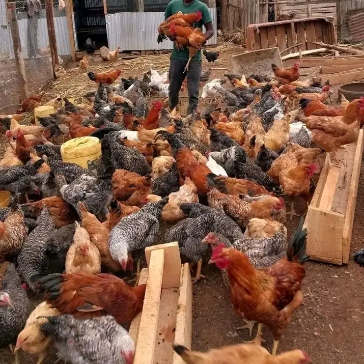 Wapi kwa Kupata Kuku wa Kienyeji Wazuri Kwa Bei Nafuu