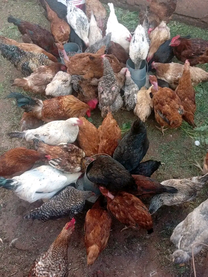 Jinsi ya Kupanga Bei Sahihi ya kuuza Kuku wa Kienyeji