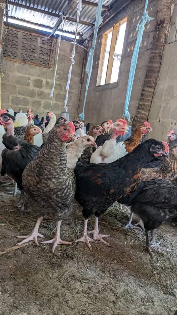 Bei ya Kuku wa Kienyeji kupanda na kushuka