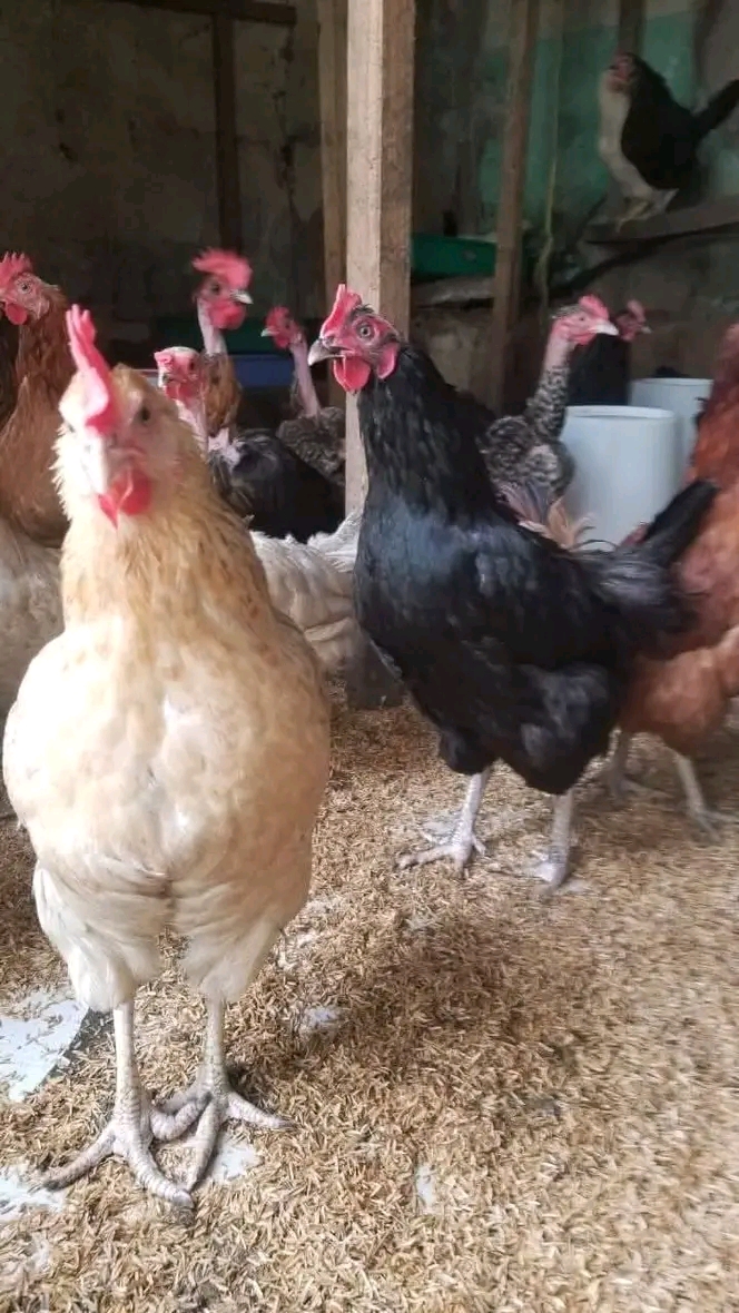 Faida na Gharama: Je Ufugaji wa Kuku wa Kienyeji Unalipa?