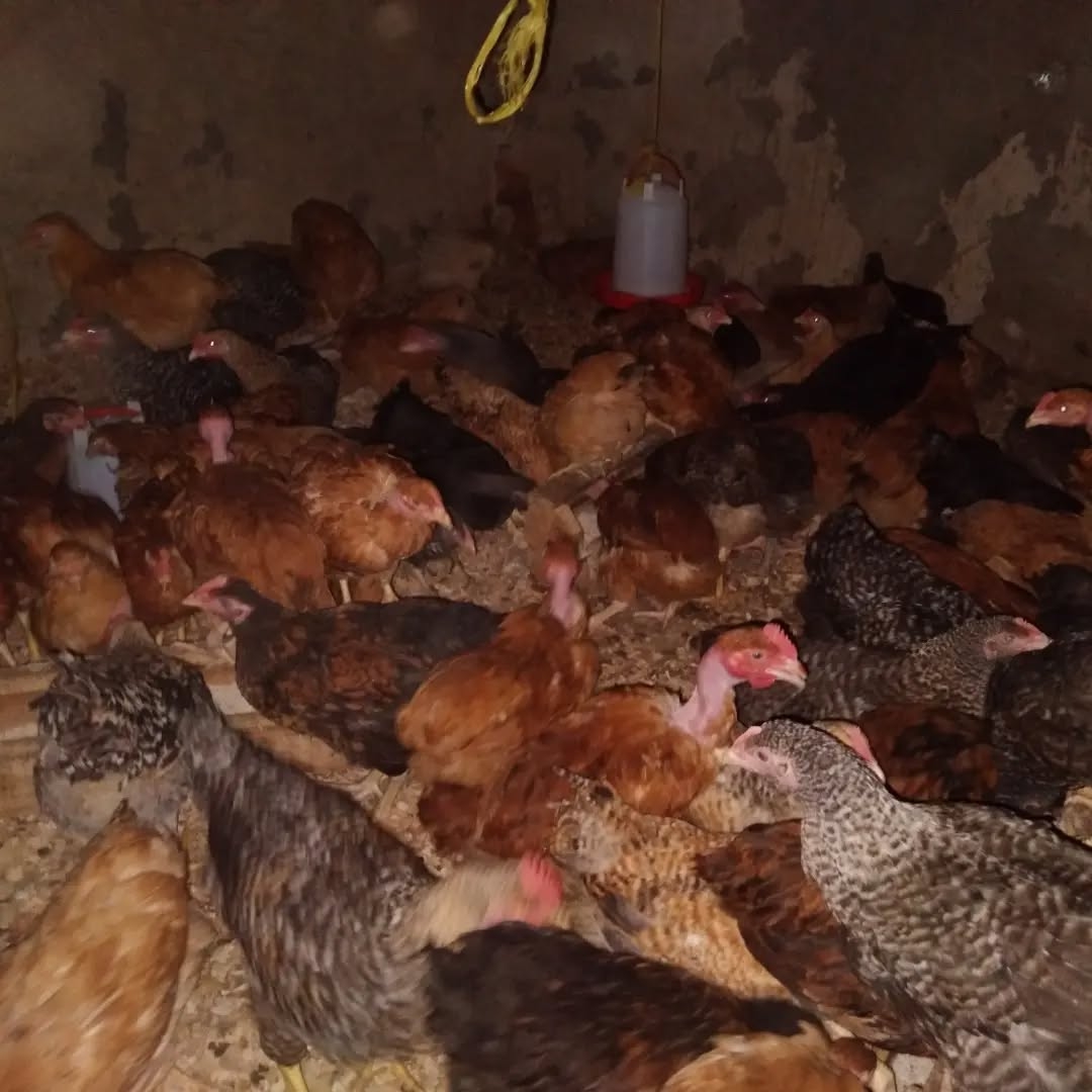 JINSI YA KUANZISHA MRADI WA KUKU