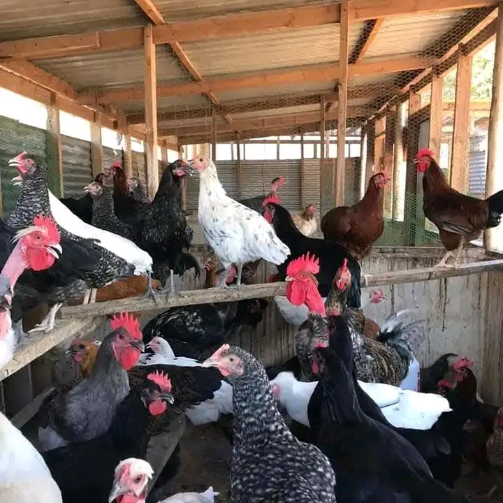 Gharama za Banda la Kuku wa Kienyeji Bajeti Ndogo